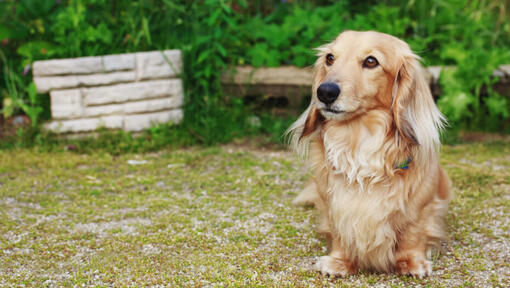 dv-rgtax-l-ngh-rig-information-om-hundrasen-purina-se